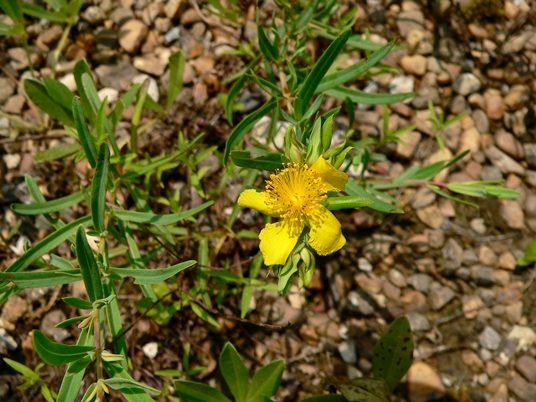 {Hypericum dolabriforme}